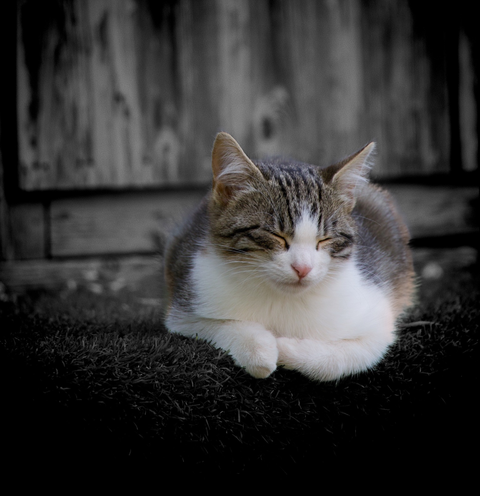 Portrait de chat